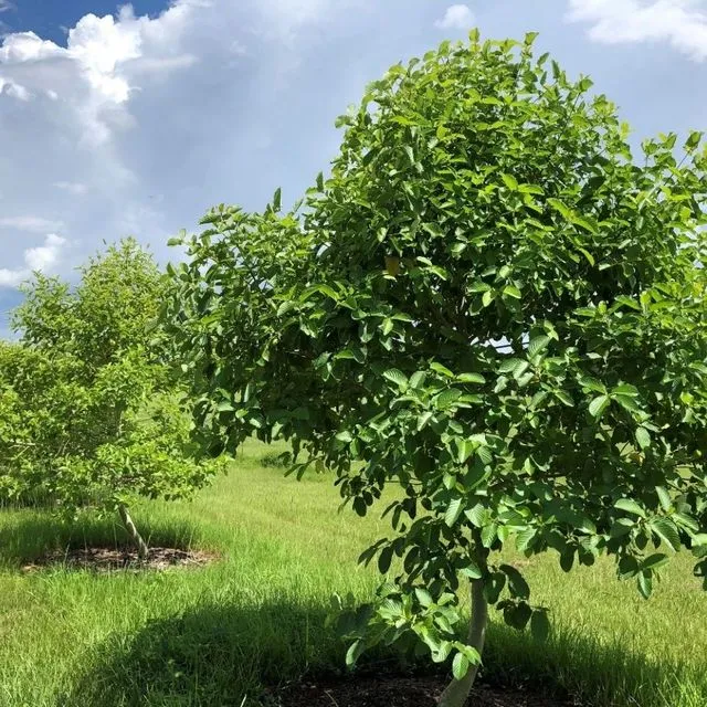 thumbnail for publication: Kratom: Botanical Insights and Cultivation Practices for a Conspicuous Medicinal Tree Species